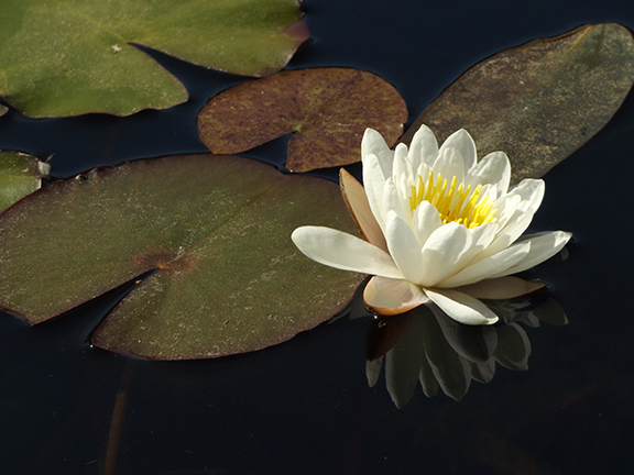 Mission-San-Juan-Capistrano15