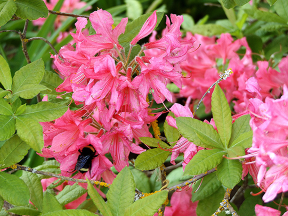 Oregon-Garden-Silverton12