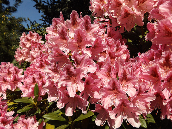 rhododendron-The-Gorge-White-House-Fruit-Loop