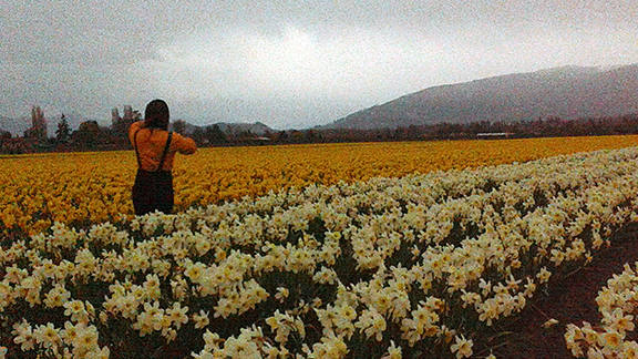 Roozengaarde-daffodil-fields-Skagit-Valley