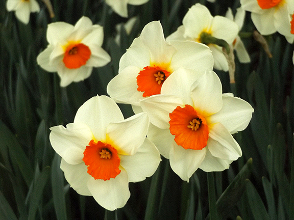 Roozengaarde-daffodils-Skagit-Valley