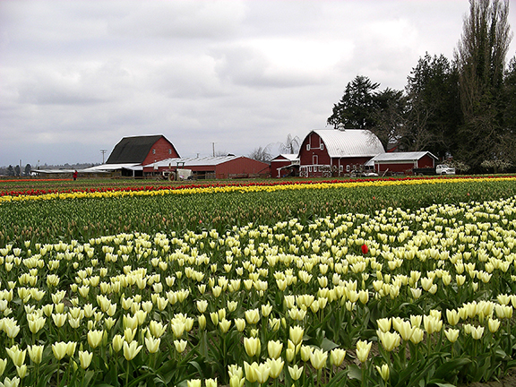 Roozengaarde-tulip-fields-Skagit-Valley