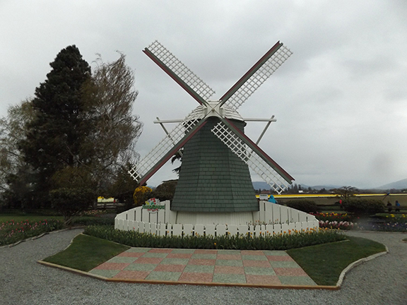 Roozengaarde-windmill-Skagit-Valley
