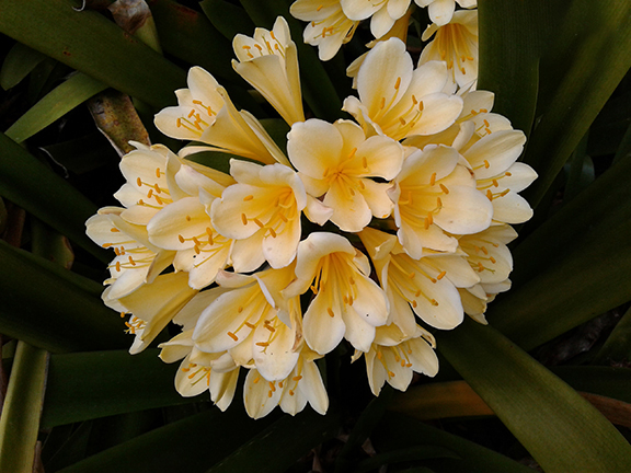 San-Diego-Botanical-Garden