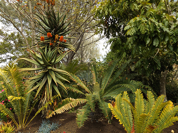 San-Diego-Botanical-Garden12