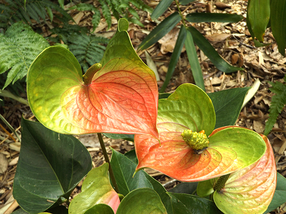 San-Diego-Botanical-Garden17
