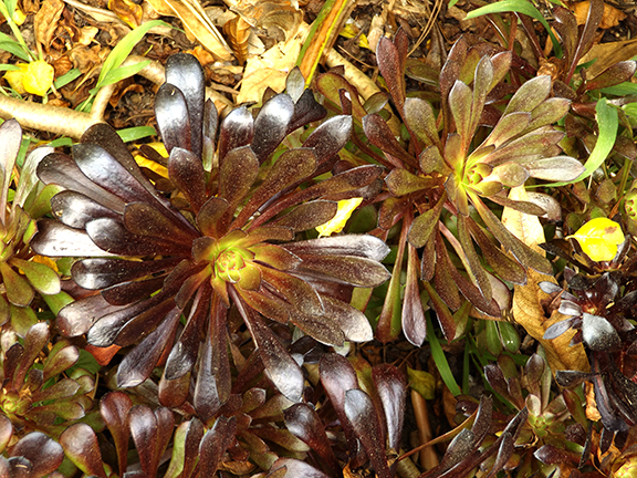 San-Diego-Botanical-Garden18
