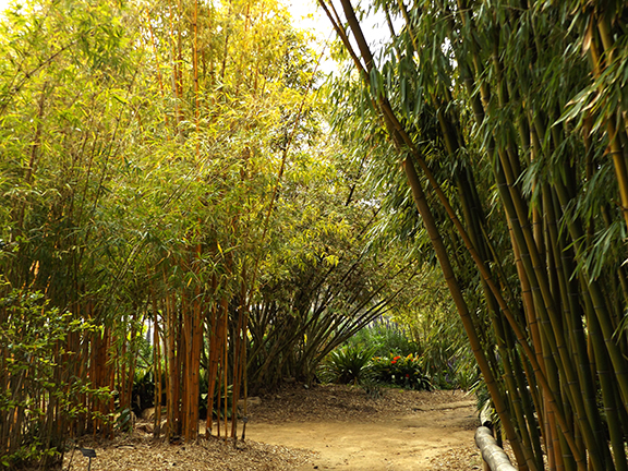 San-Diego-Botanical-Garden23