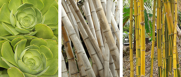 San-Diego-Botanical-Garden26