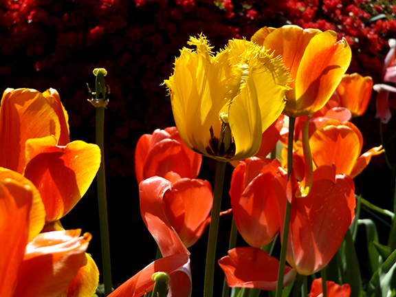 Shore-Acres-State-Park2