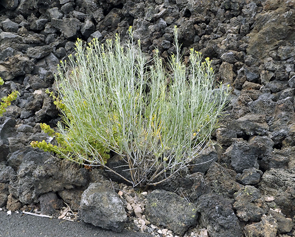 Trail-of-the-Moulten-Land-Newberry-National-Volcanic-Monument3