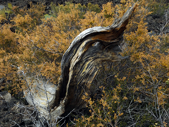 Trail-of-the-Moulten-Land-Newberry-National-Volcanic-Monument4