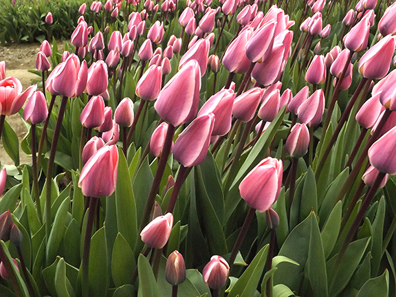 Tulip-Town-Skagit-Valley11