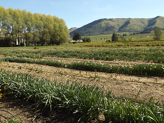 U-pick-garden-The-Gorge-White-House-Fruit-Loop