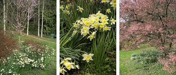 Washington-Park-Arboretum-Seattle-spring5