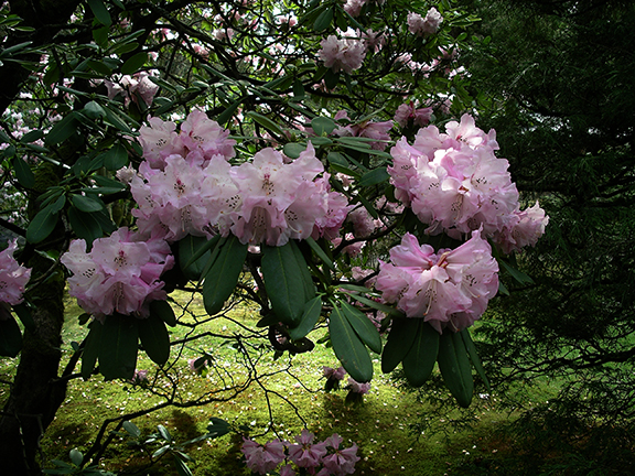 Washington-Park-Arboretum-Seattle-spring6