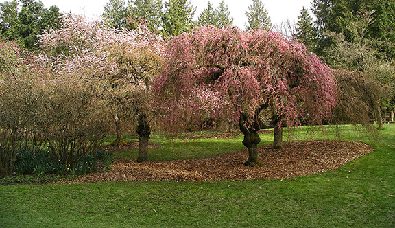 Washington-Park-Arboretum-Seattle-spring7