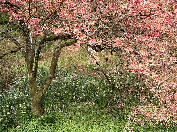 Washington-Park-Arboretum-Seattle-spring9