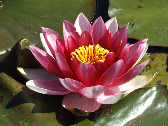 Water-lily-Mingus-Park-Coos-Bay2