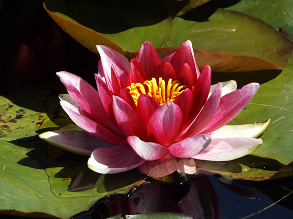 Water-lily-Mingus-Park-Coos-Bay3