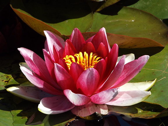 Water-lily-Mingus-Park-Coos-Bay4