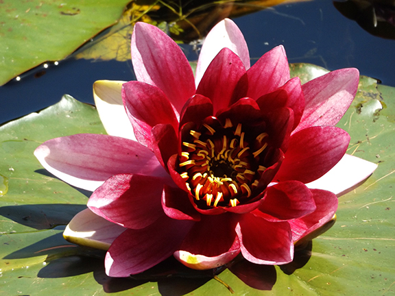 Water-lily-Mingus-Park-Coos-Bay5