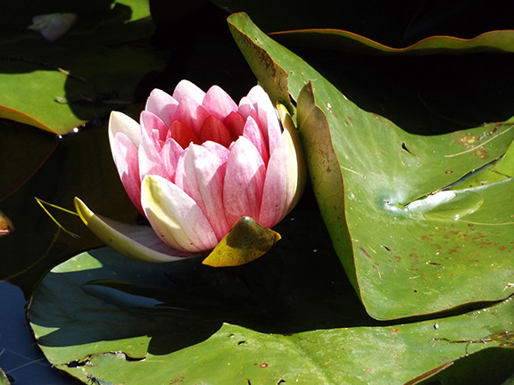 Water-lily-Mingus-Park-Coos-Bay6