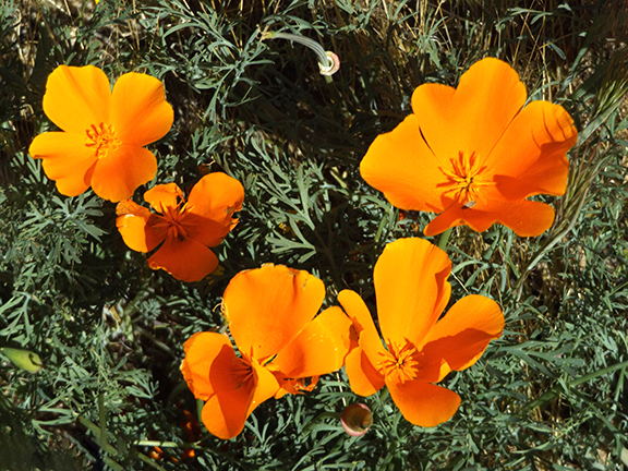 Antelope-Valley-Poppy-Reserve10