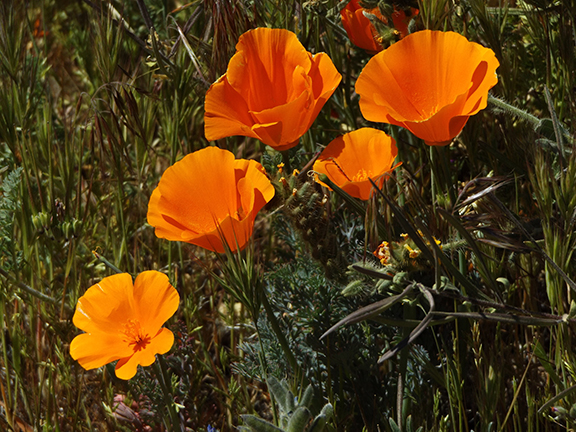 Antelope-Valley-Poppy-Reserve5