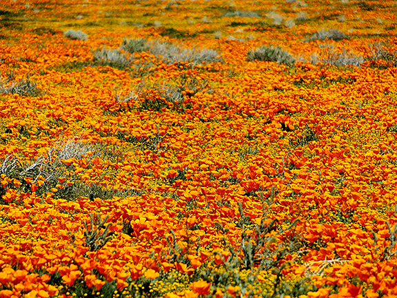 Antelope-Valley-Poppy-Reserve9
