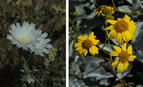 Anza-Borrego-Desert-State-Park