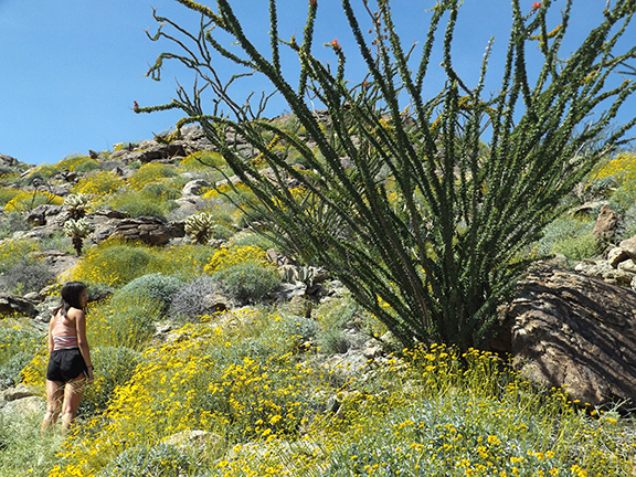 Anza-Borrego-Desert-State-Park10