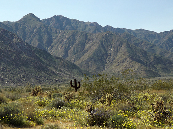 Anza-Borrego-Desert-State-Park15