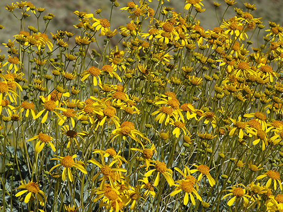 Anza-Borrego-Desert-State-Park20