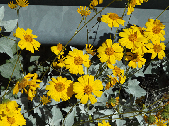 Anza-Borrego-Desert-State-Park23