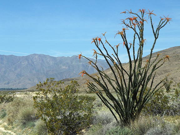 Anza-Borrego-Desert-State-Park24