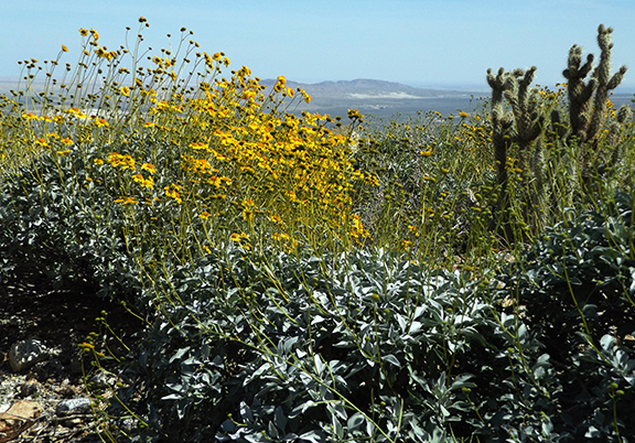 Anza-Borrego-Desert-State-Park6