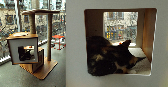 Catfe-Vancouver-British-Columbia