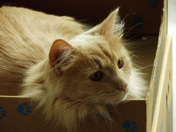 Catfe-Vancouver-British-Columbia20