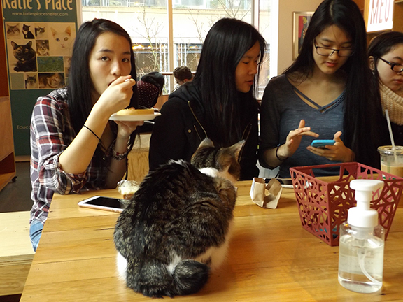 Catfe-Vancouver-British-Columbia6