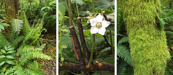 ​Kilchis-Point-Reserve12