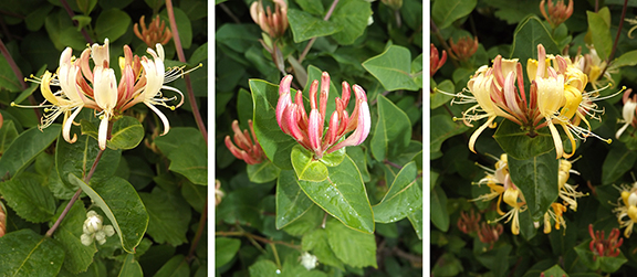 ​Kilchis-Point-Reserve13