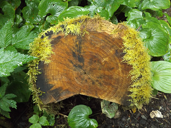 ​Kilchis-Point-Reserve7