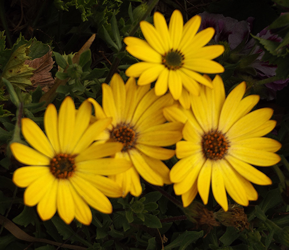 Flower-Fields-Carlsbad-California