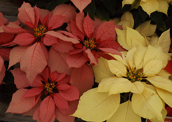 Flower-Fields-Carlsbad-California11