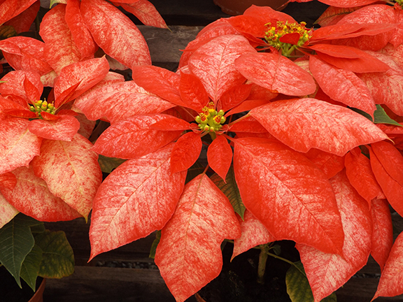 Flower-Fields-Carlsbad-California12