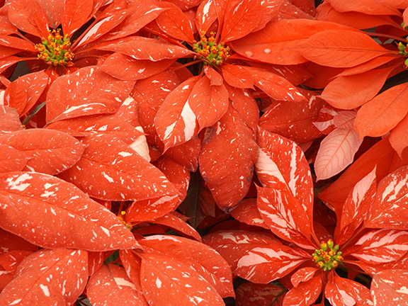 Flower-Fields-Carlsbad-California13
