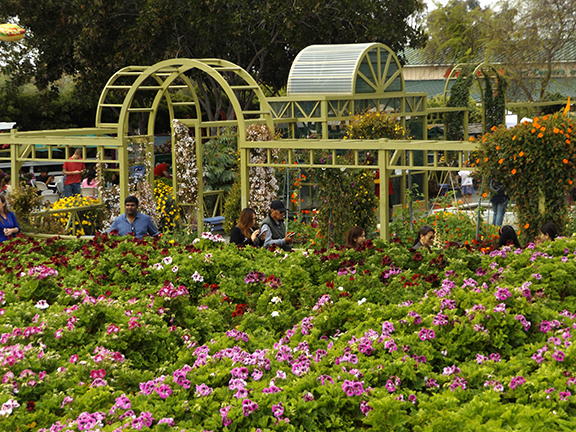 Flower-Fields-Carlsbad-California14