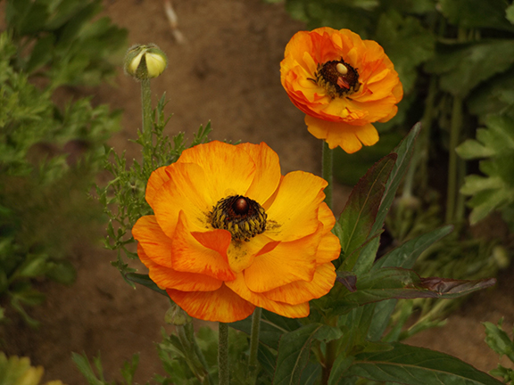 Flower-Fields-Carlsbad-California15