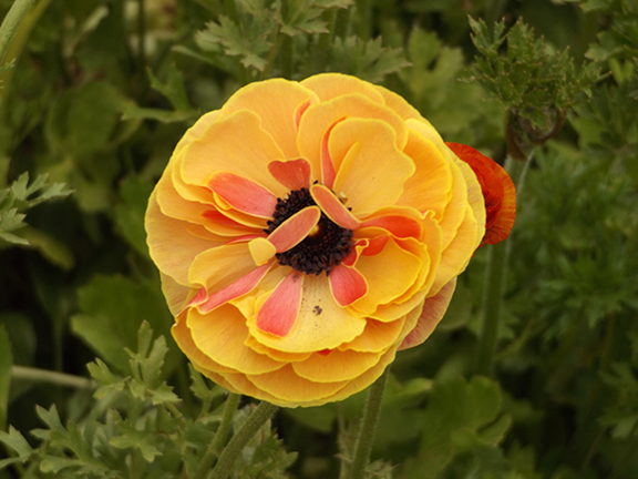 Flower-Fields-Carlsbad-California17